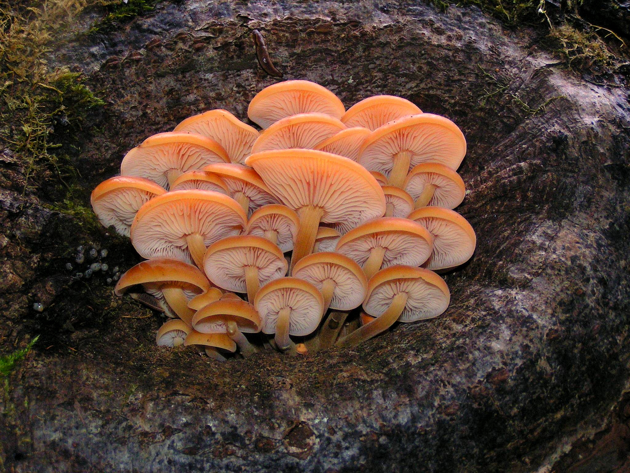 golden needle mushroom ، lily mushroom ، seafood mushrooms ، winter mushrooms ، winter fungus ، velv
